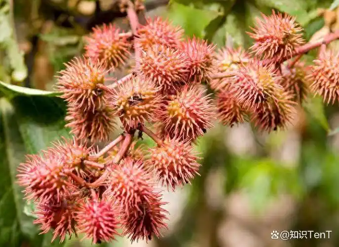 热带蓖麻种植技术