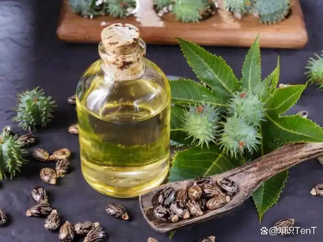 热带蓖麻种植技术