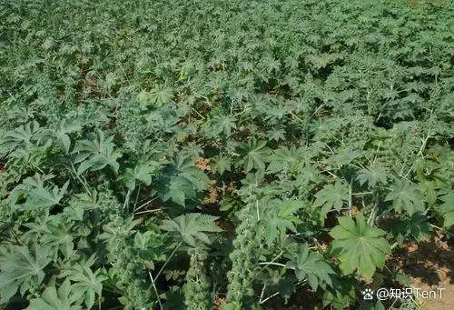 热带蓖麻种植技术