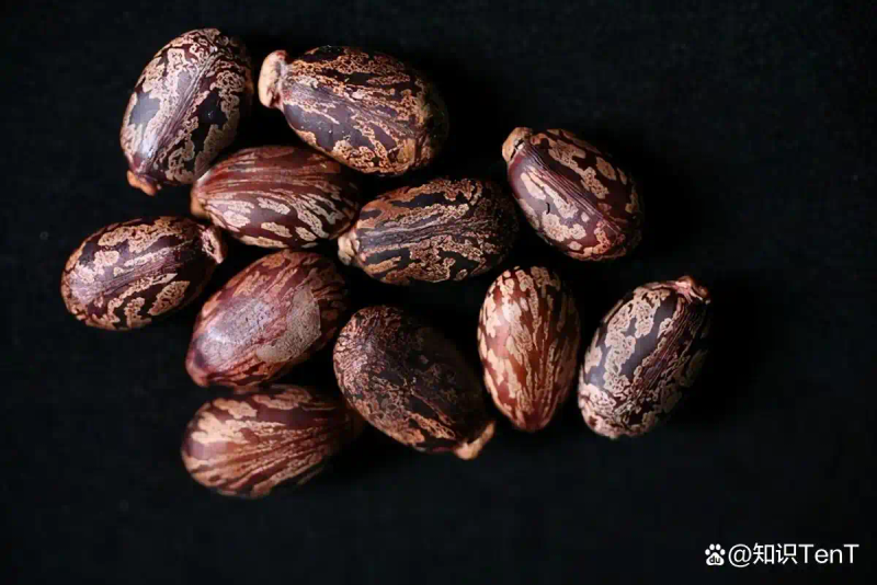 热带蓖麻种植技术