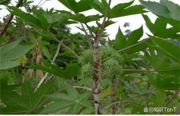 热带蓖麻种植技术