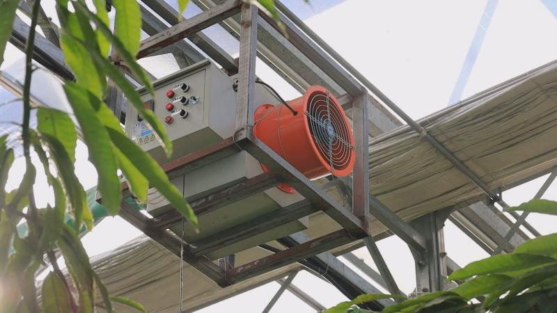 Plantation techniques for the north of the grapefruit tree