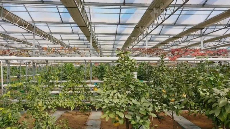 Plantation techniques for the north of the grapefruit tree