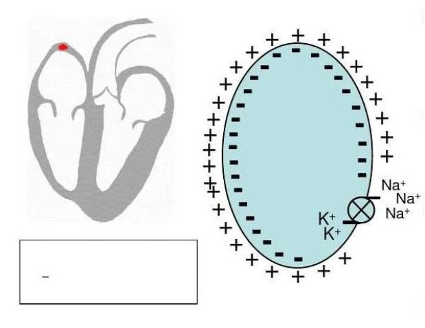 ecg心率的计算原理