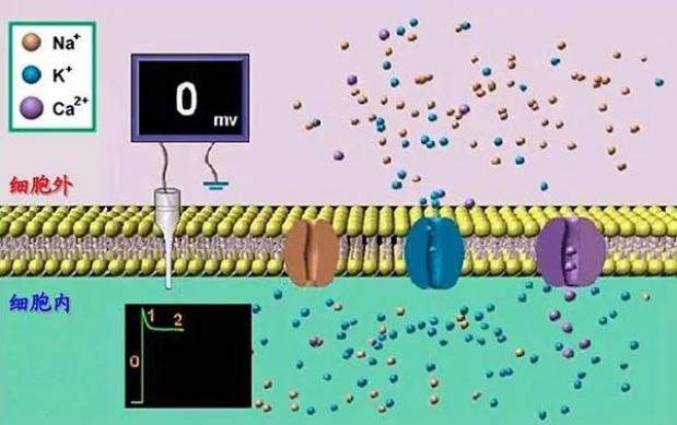 ecg心率的计算原理