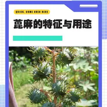 Tropical ricin cultivation techniques