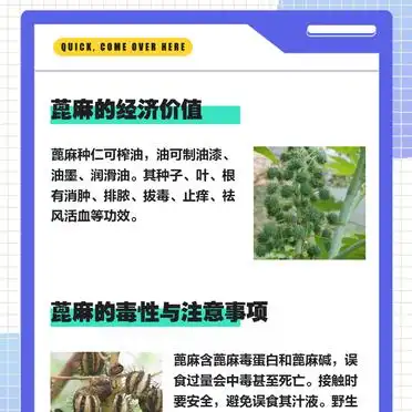 Tropical ricin cultivation techniques