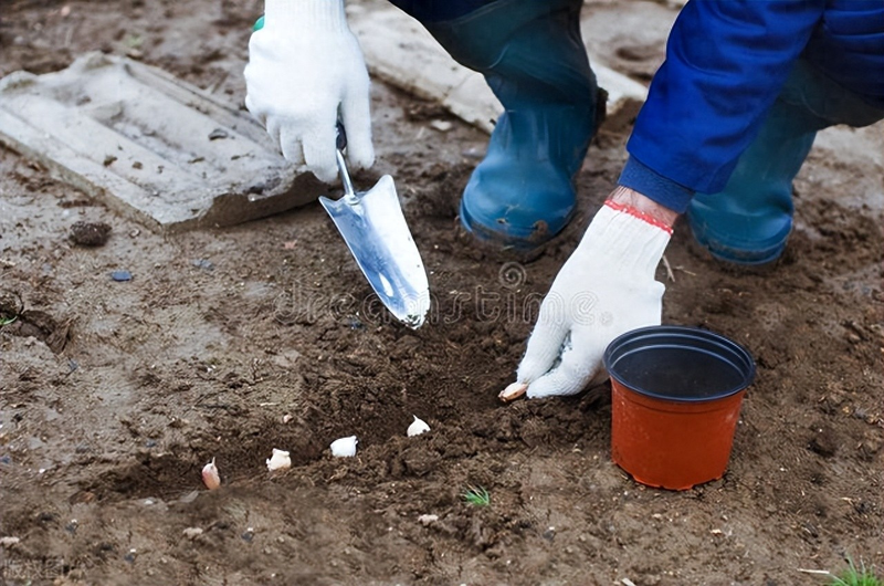 When did you plant garlic in beijing