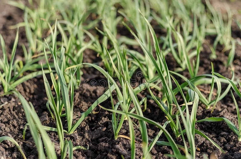 When did you plant garlic in beijing