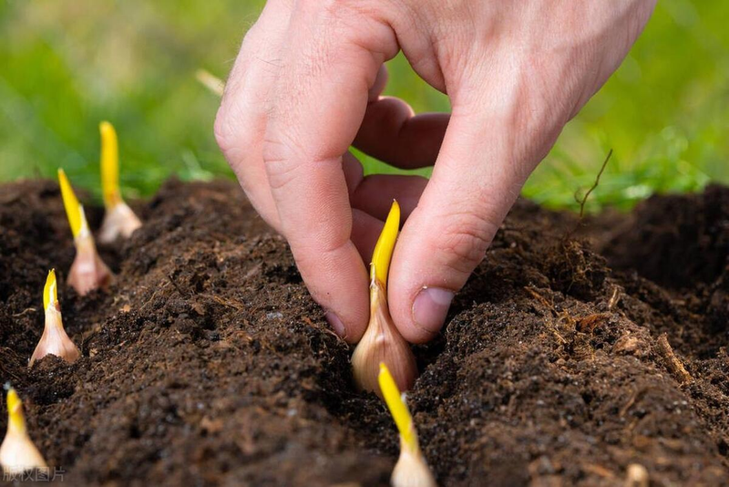 When did you plant garlic in beijing