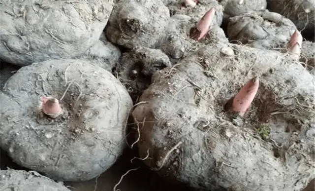 芋头的种植方法和管理