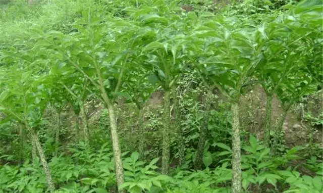 芋头的种植方法和管理