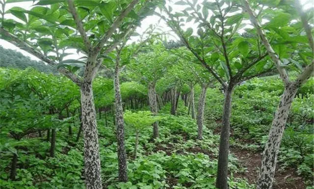 芋头的种植方法和管理