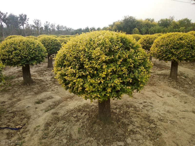 Technologies for mangrove trunking