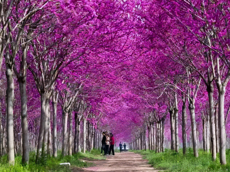 Technologies for mangrove trunking