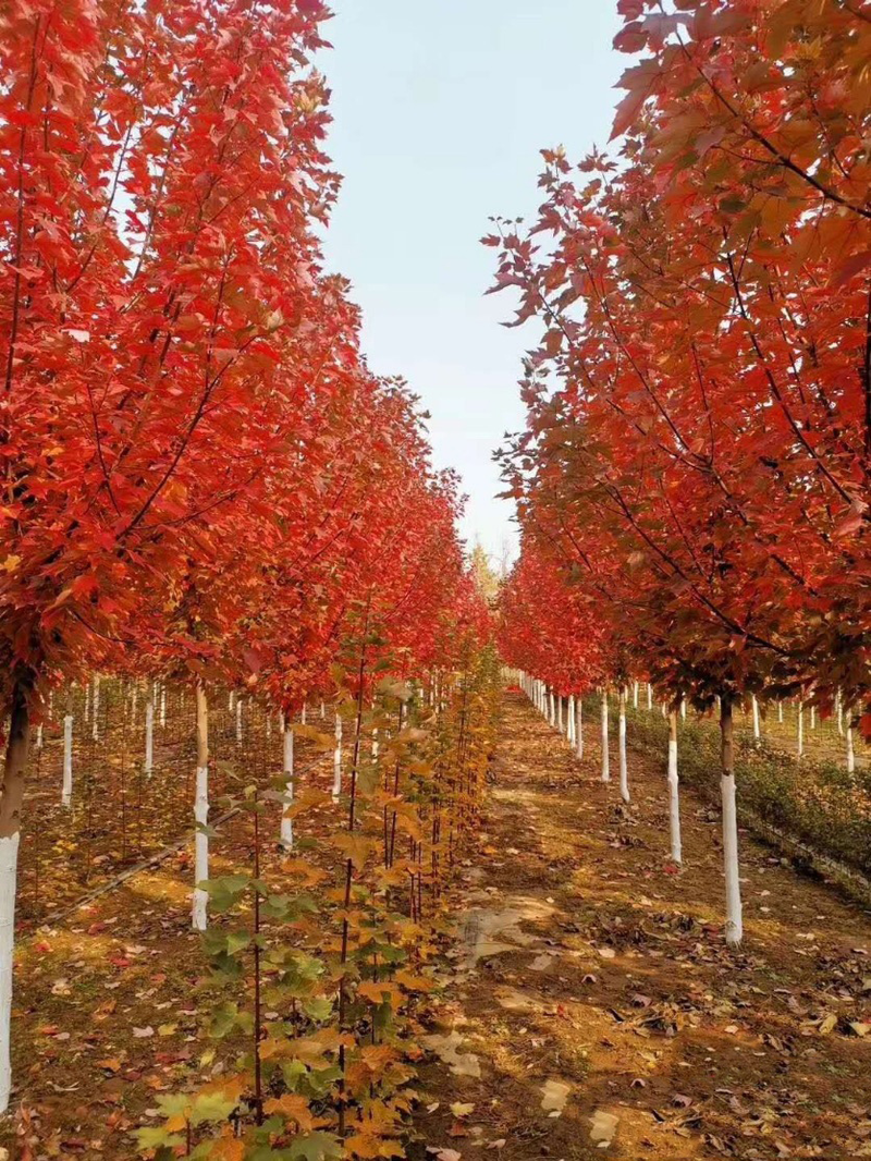 Technologies for mangrove trunking