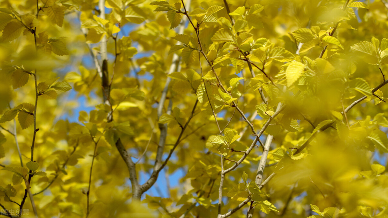 Technologies for mangrove trunking