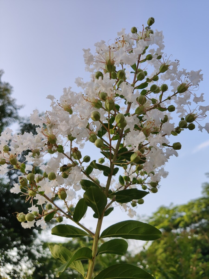 Technologies for mangrove trunking