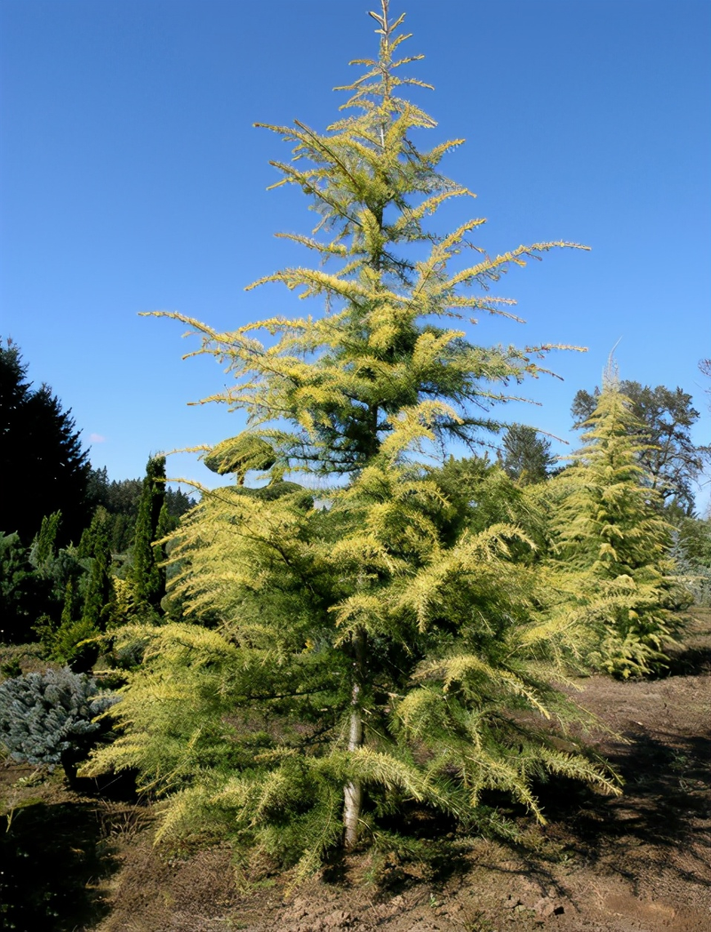 Technologies for mangrove trunking