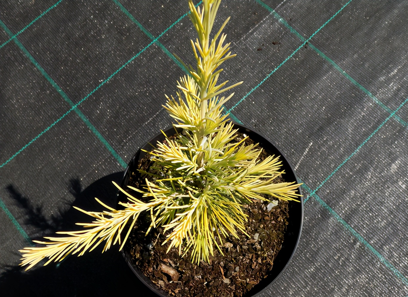 Technologies for mangrove trunking