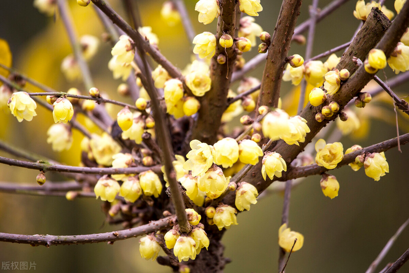 Technologies for mangrove trunking