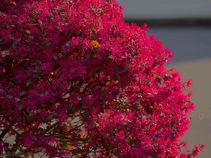 Technologies for mangrove trunking