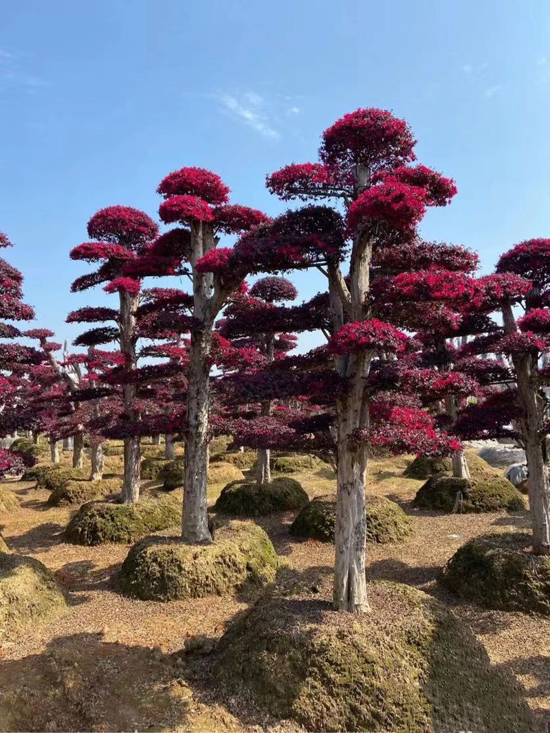 Technologies for mangrove trunking