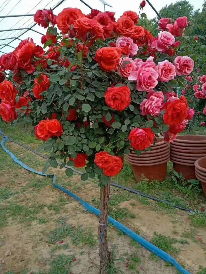 Technologies for mangrove trunking