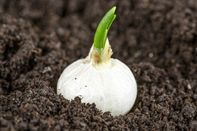 在北京什么时间种大蒜种植技术