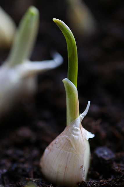 在北京什么时间种大蒜种植技术