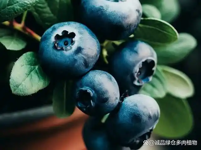 What are the techniques for blueberries