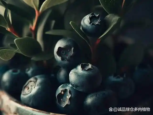 What are the techniques for blueberries