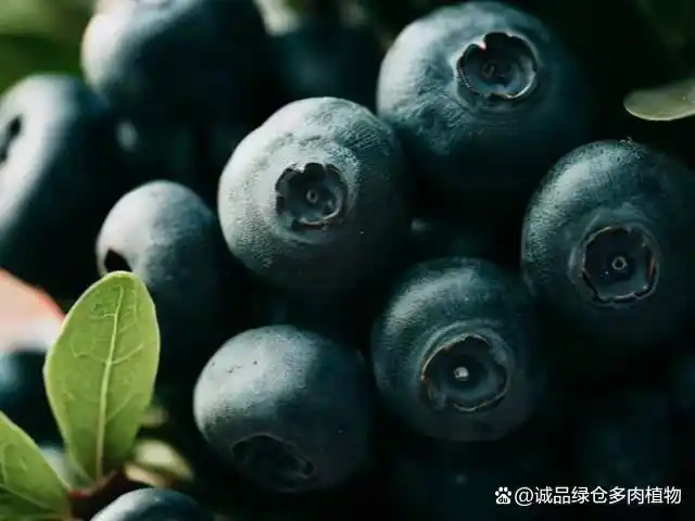 What are the techniques for blueberries