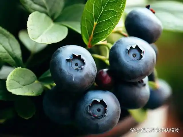 What are the techniques for blueberries