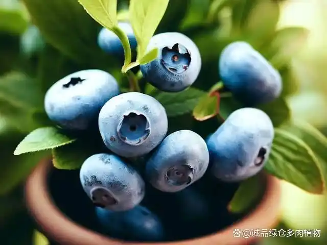 What are the techniques for blueberries