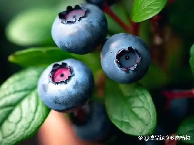 What are the techniques for blueberries