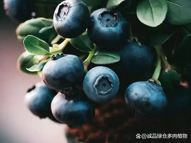 What are the techniques for blueberries