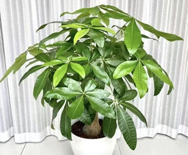 这4种花，个个有好兆头，家里养一盆，镇宅守家，越养越吉祥！