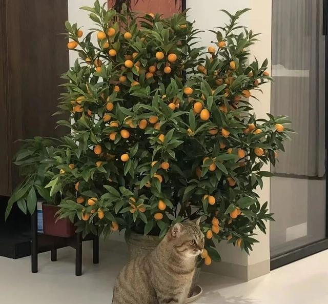 适合室内种植植物