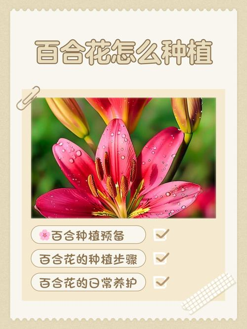 Farming and farming methods of lilies
