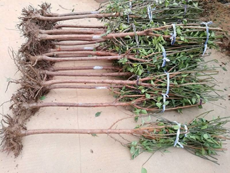 Technologies for mangrove trunking