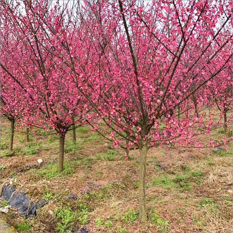 Technologies for mangrove trunking