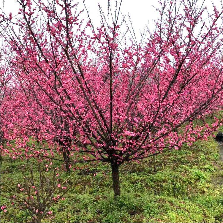 Technologies for mangrove trunking