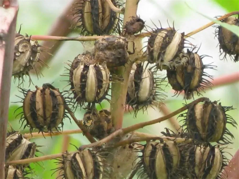 Tropical ricin cultivation techniques
