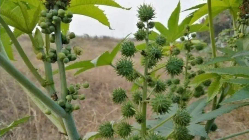 Tropical ricin cultivation techniques