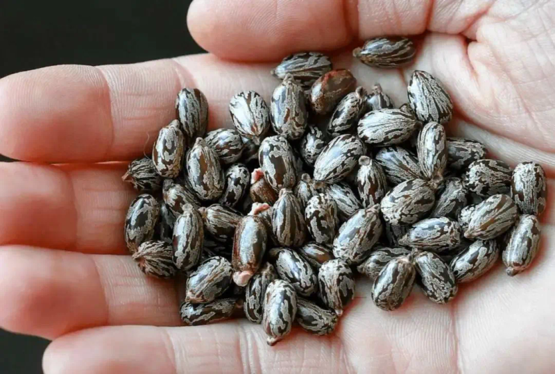 Tropical ricin cultivation techniques