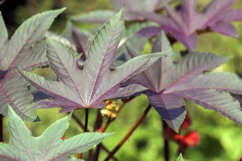 Tropical ricin cultivation techniques