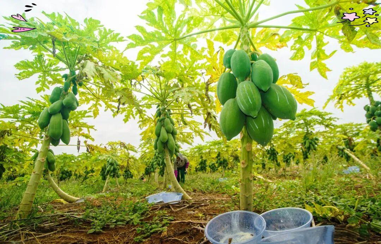 Pumpkin cultivation techniques