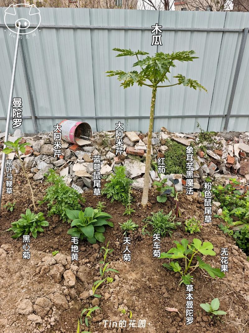 Pumpkin cultivation techniques
