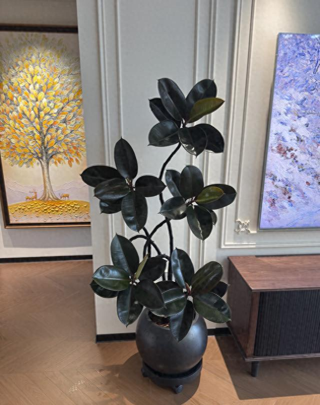 Suitable for indoor plant cultivation